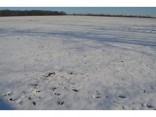 54.7 Acres with 50 tillable and 4.3 wooded.  Surrounded by heavy deer population on CRP land.  Great trophy deer hunting on established food plots.  Hunting tower.

Receive income on tillable acres while abundance of deer hunting on established food plot. - Great Investment Opportunity - Tillable Land, Recreation & Building Site